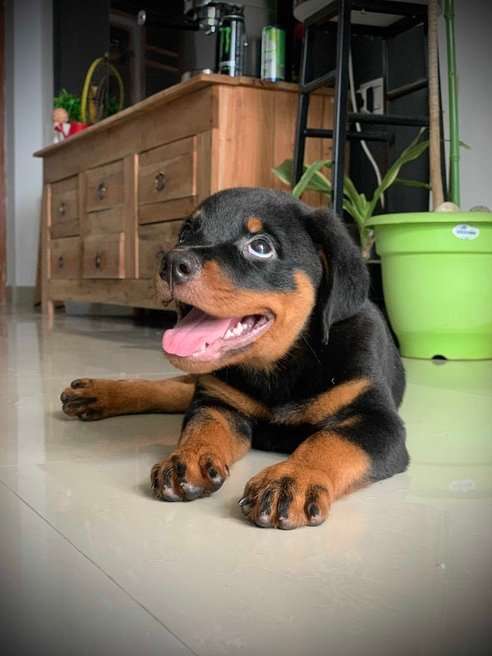 Rottweiler For Sale In Kolkata