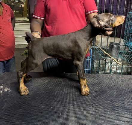 American Doberman For Sale In Chennai