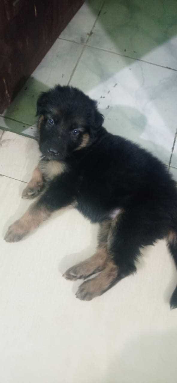 German Shepherd For Sale In Delhi