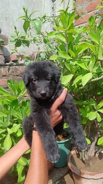 German Shepherd For Sale In Delhi