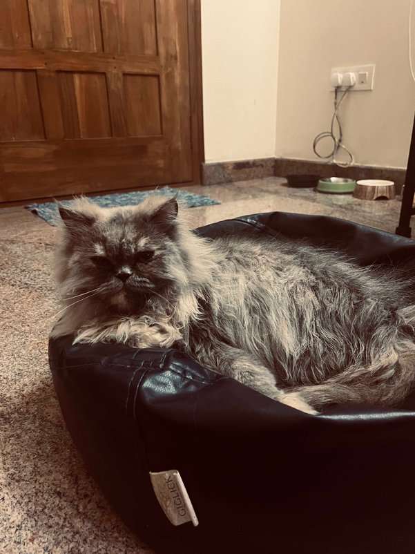 Persian Dogs For Mating In Bangalore