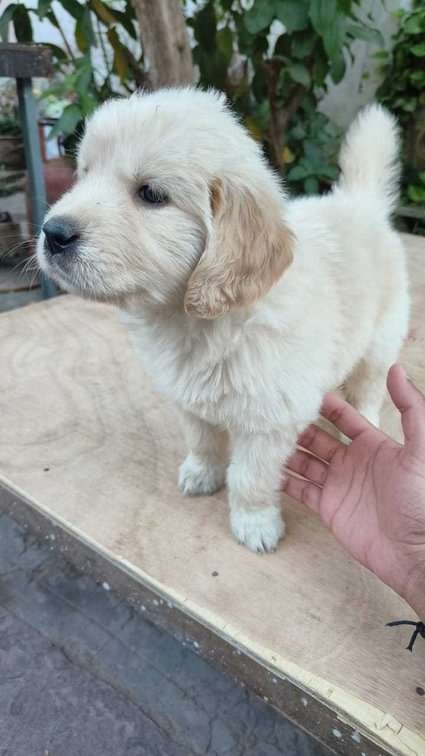 Golden Retriever For Sale In Ajmer