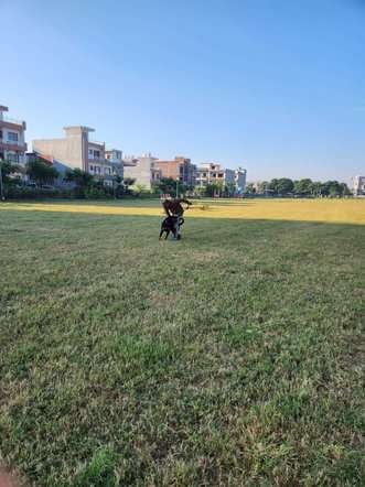Rottweiler Dogs For Mating In Mohali