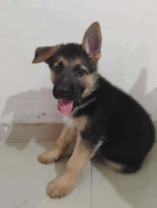 German Shepherd For Sale In Surat