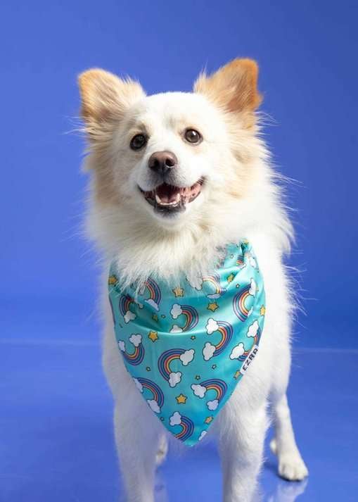 Indian Spitz Dogs For Mating In Noida