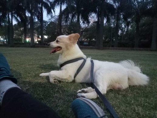 Indian Spitz Dogs For Mating In Noida