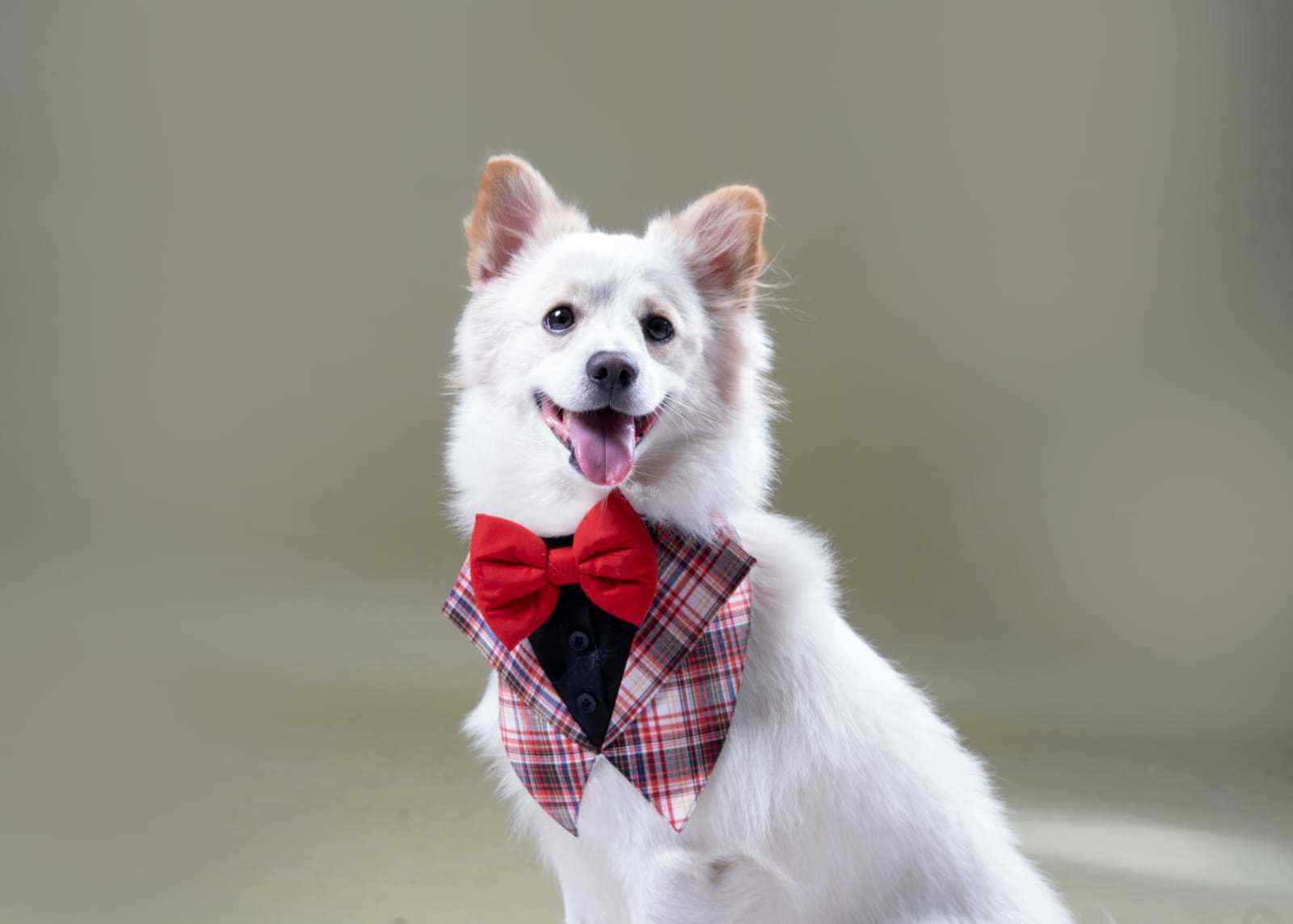 Indian Spitz Dogs For Mating In Noida