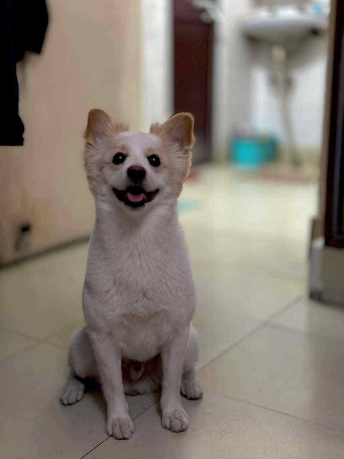 Indian Spitz Dogs For Mating In Noida