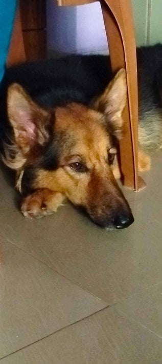 German Shepherd Dogs For Mating In Chennai