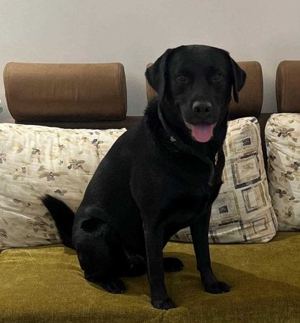 Labrador Retriever Dogs For Mating In Pune