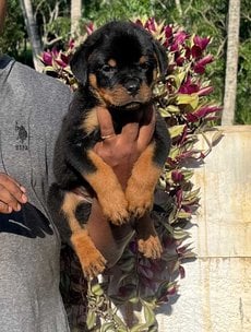 Rottweiler For Sale In Thiruvananthapuram