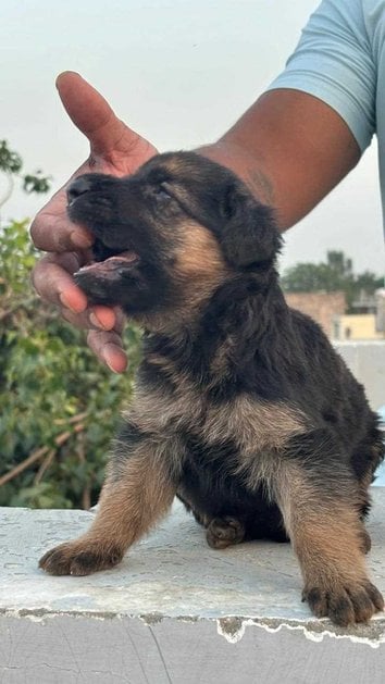 German Shepherd For Sale In Ghaziabad