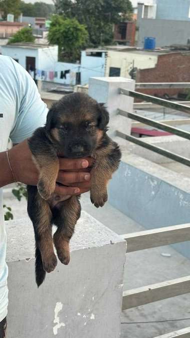 German Shepherd For Sale In Ghaziabad