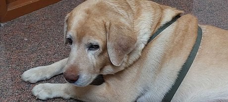 Labrador Retriever Dogs For Mating In Bangalore