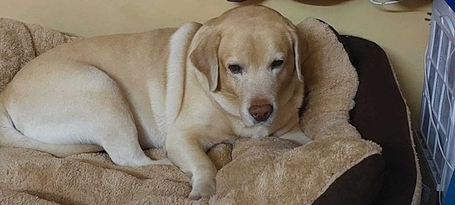 Labrador Retriever Dogs For Mating In Bangalore