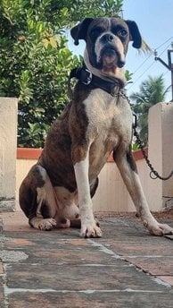 Boxer Dogs For Mating In Madurai