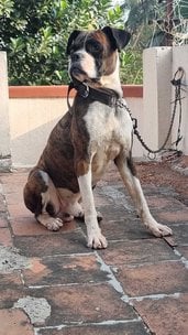 Boxer Dogs For Mating In Madurai