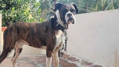 Boxer Dogs For Mating In Madurai