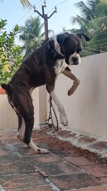 Boxer Dogs For Mating In Madurai