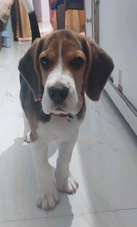 Beagle For Sale In Kanpur