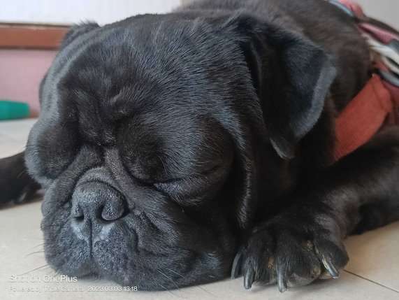 Pug Dogs For Mating In Chennai