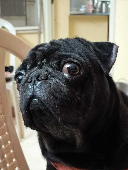 Pug Dogs For Mating In Chennai