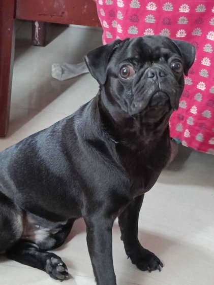 Pug Dogs For Mating In Chennai