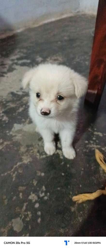 Pomeranian For Sale In Coimbatore