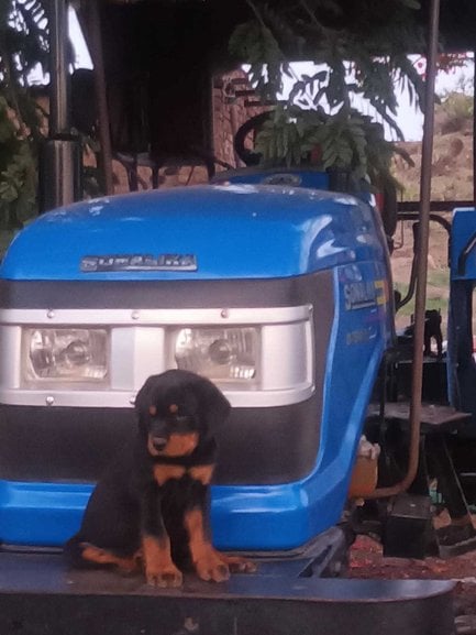 Rottweiler For Sale In Pune