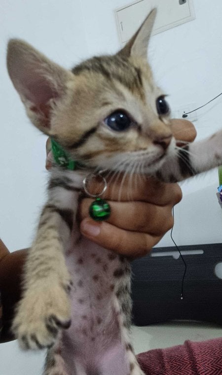 Indian Breed For Adoption In Ernakulam