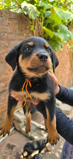 Rottweiler For Sale In Ashoknagar