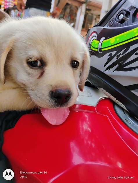 Labrador Retriever For Sale In Gopalganj