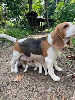 Beagle For Sale In Alleppey