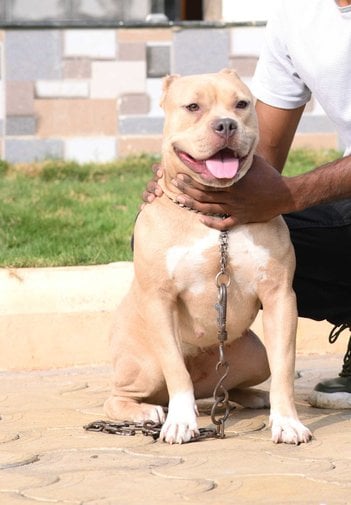 American Bully Dogs For Mating In Aurangabad MH