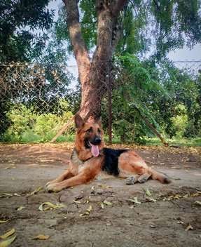 German Shepherd Dogs For Mating In Aurangabad MH