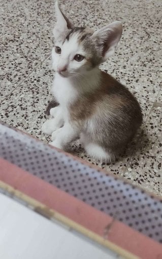 Indian Breed For Adoption In Aurangabad