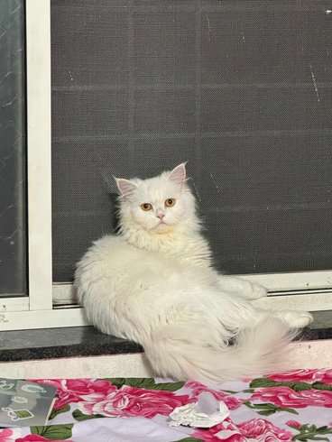 Persian Dogs For Mating In Pune