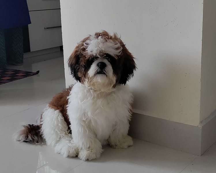 Shih Tzu For Adoption In Guntur