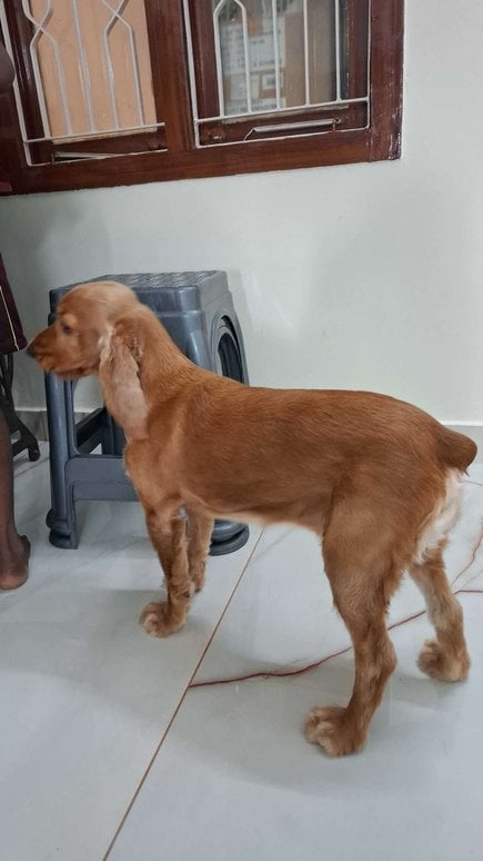 American Cocker Spaniel For Adoption In Vijayawada