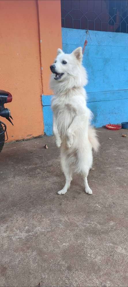 Pomeranian Dogs For Mating In Margao