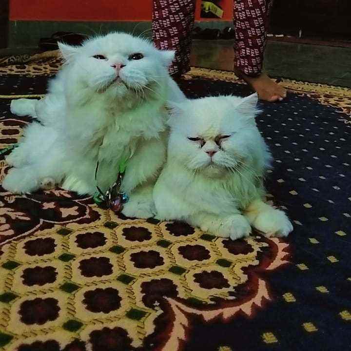Persian For Sale In Mahbubnagar