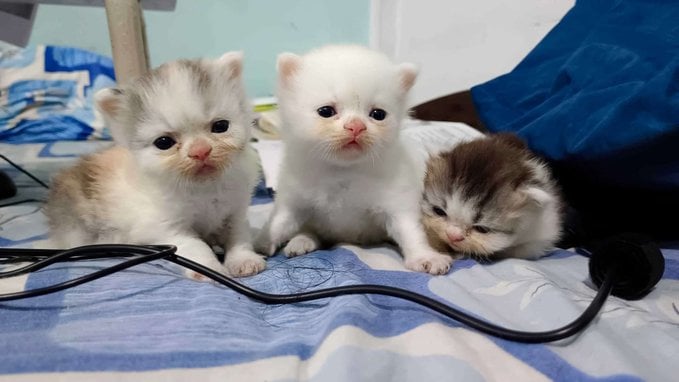 Persian For Sale In Guwahati