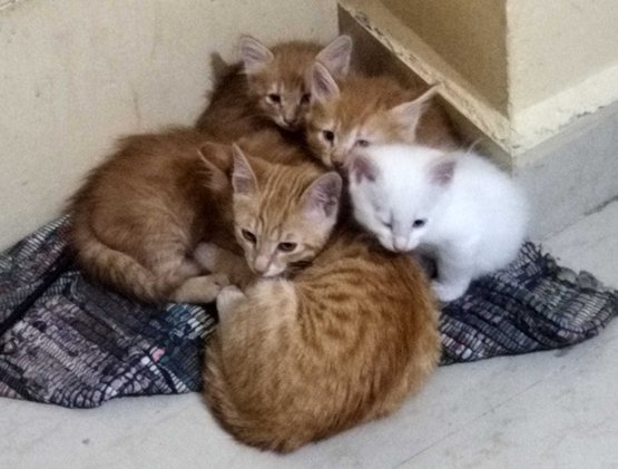 Indian Breed For Adoption In Chennai