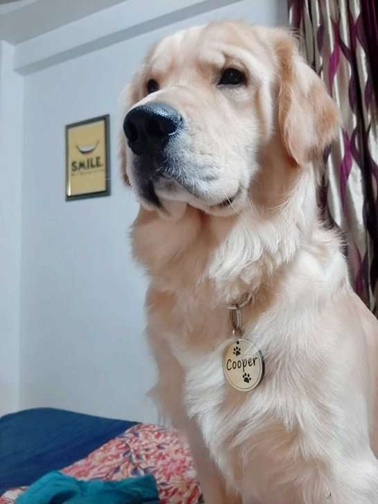 Golden Retriever Dogs For Mating In Delhi