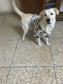Labrador Retriever Dogs For Mating In Delhi