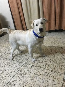 Labrador Retriever Dogs For Mating In Delhi