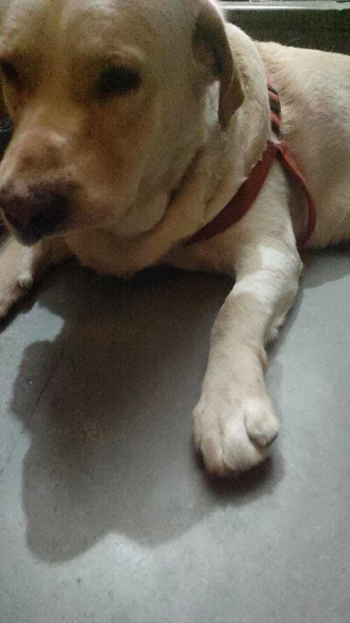 Labrador Retriever Dogs For Mating In Delhi
