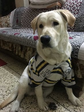 Labrador Retriever Dogs For Mating In Delhi