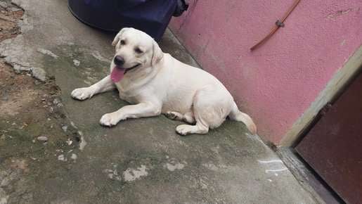 Labrador Retriever Dogs For Mating In Chennai