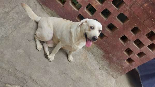 Labrador Retriever Dogs For Mating In Chennai